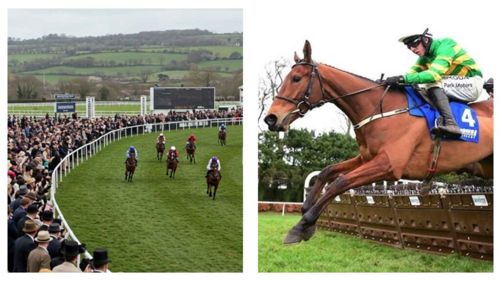 Narciso Has ruled out of Cheltenham Festival