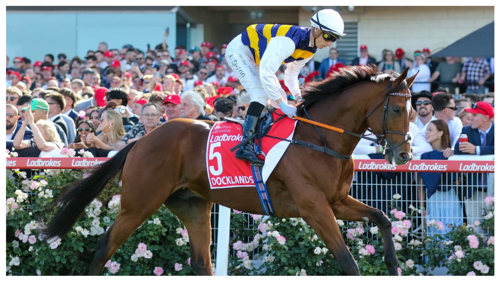 Docklands takes on My Wish, Voyage Bubble and Jantar Mantar in Champions Mile