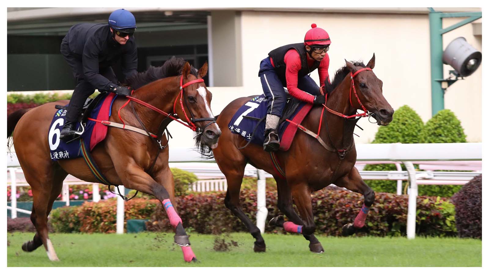 Romantic Warrior (right) works alongside stablemate Romantic Thor at Sha Tin