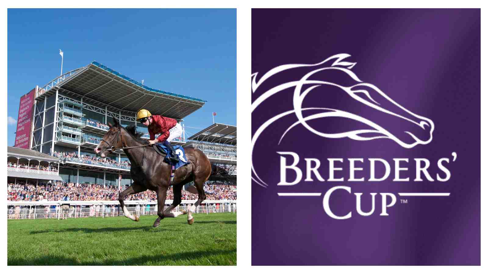 york racecourse and breeders cup
